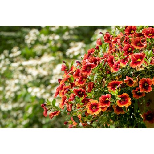 Horton, Janet 아티스트의 Hanging planters of Calibrachoa-or Million Bells or Trailing Petunia-They are herbaceous plants wit작품입니다.